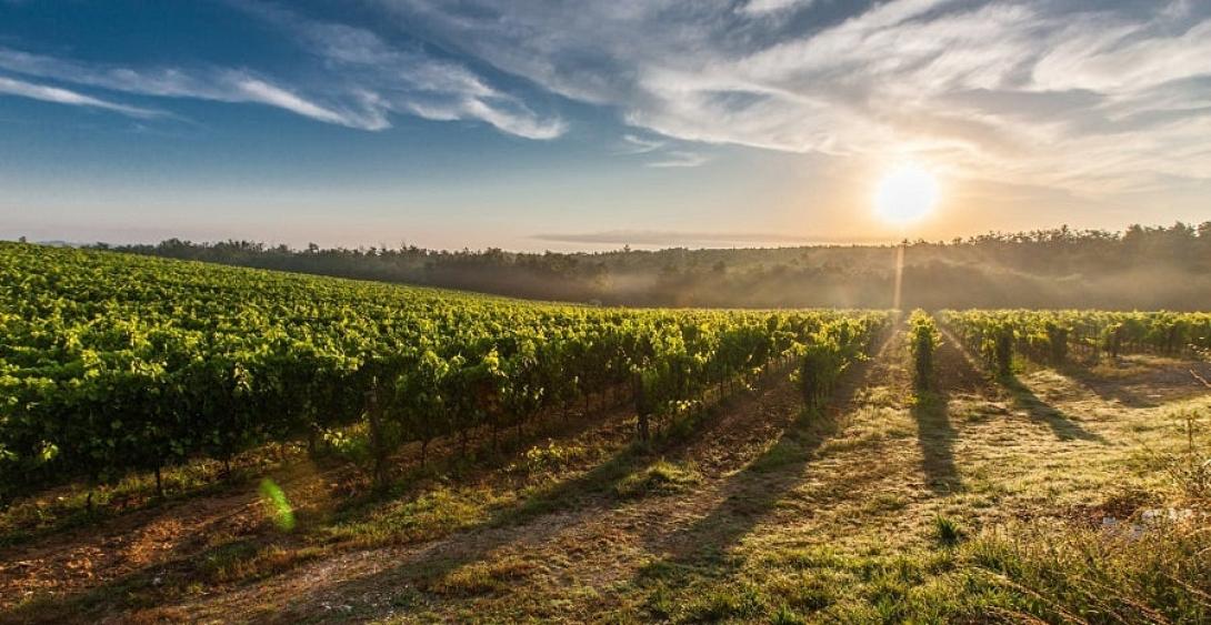 grape-field-.jpeg