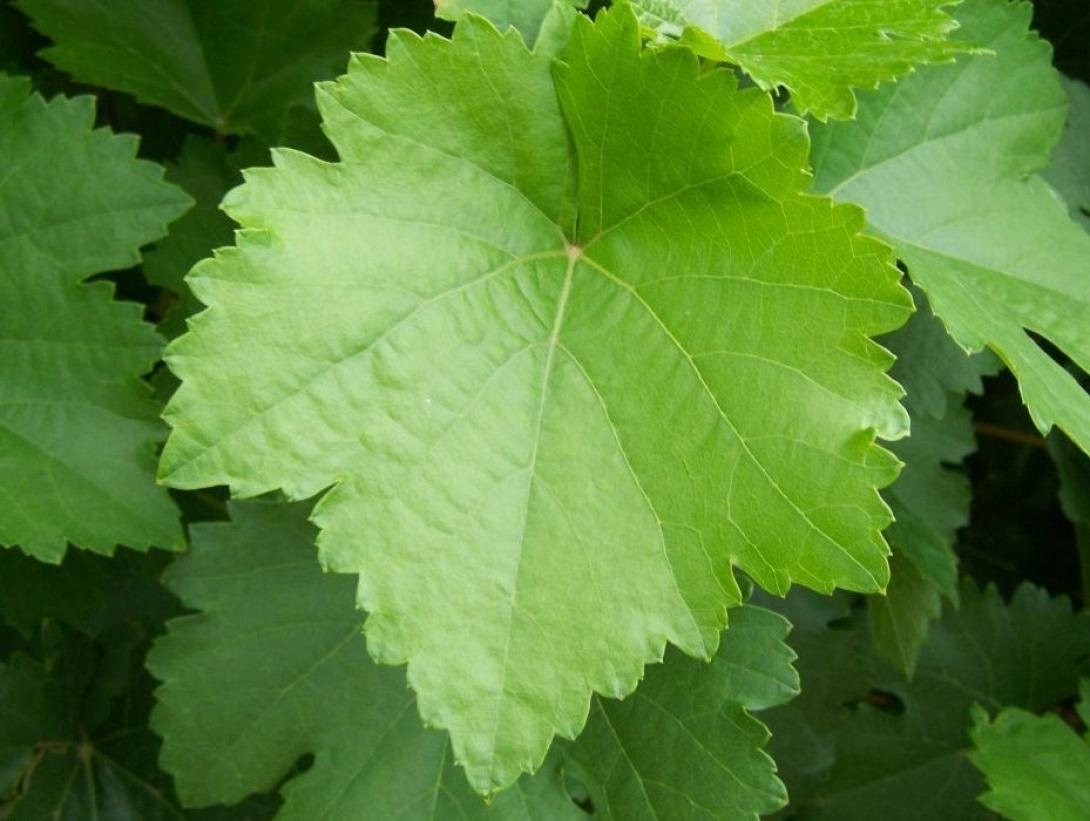 grapes-leaves1.jpg