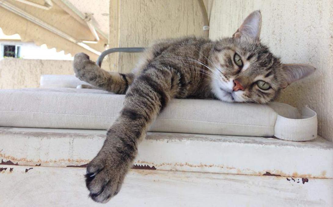  ψαροντούφεκο γάτα