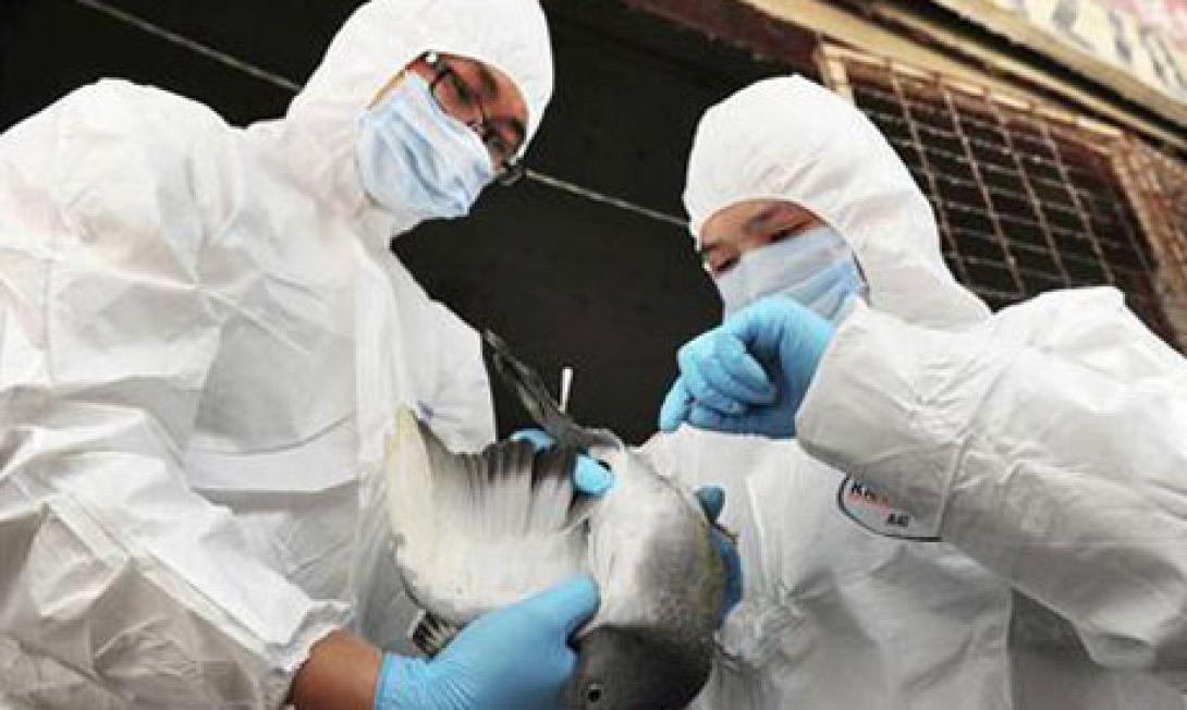 Νεό κρούσμα της γρίπης των πτηνών στη Γερμανία