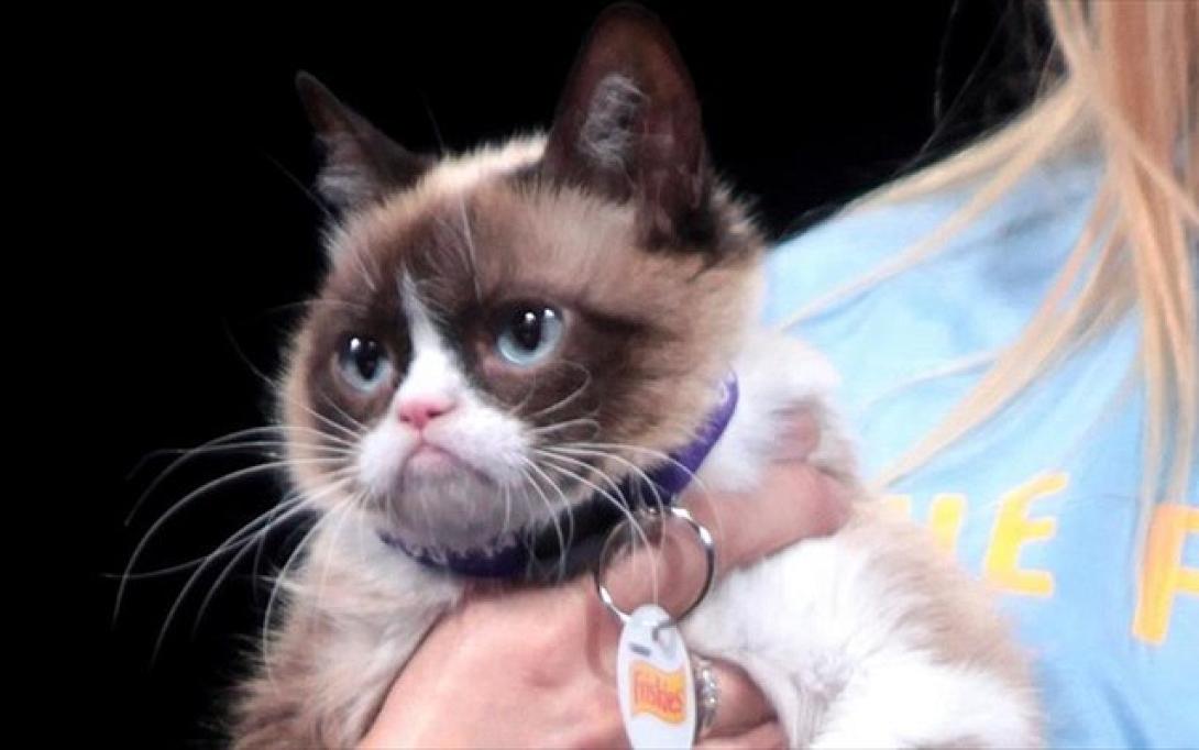 grumpy-cat.jpg