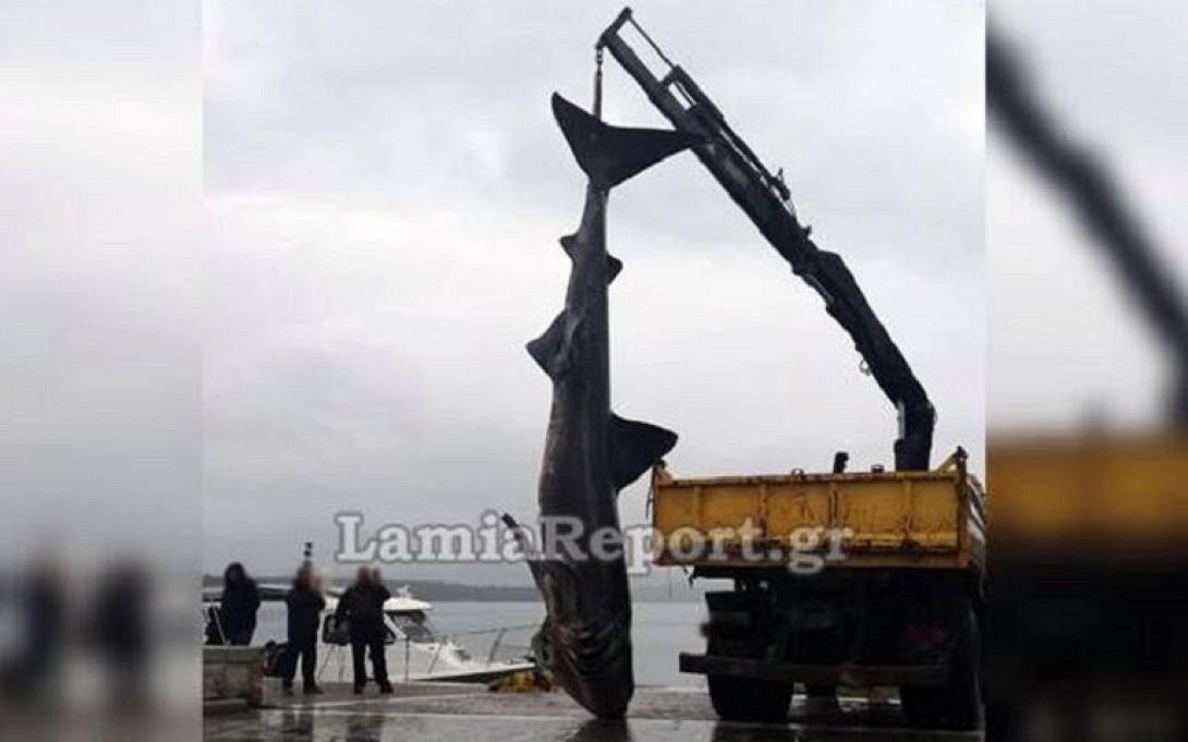 καρχαριοειδές 7 μέτρων