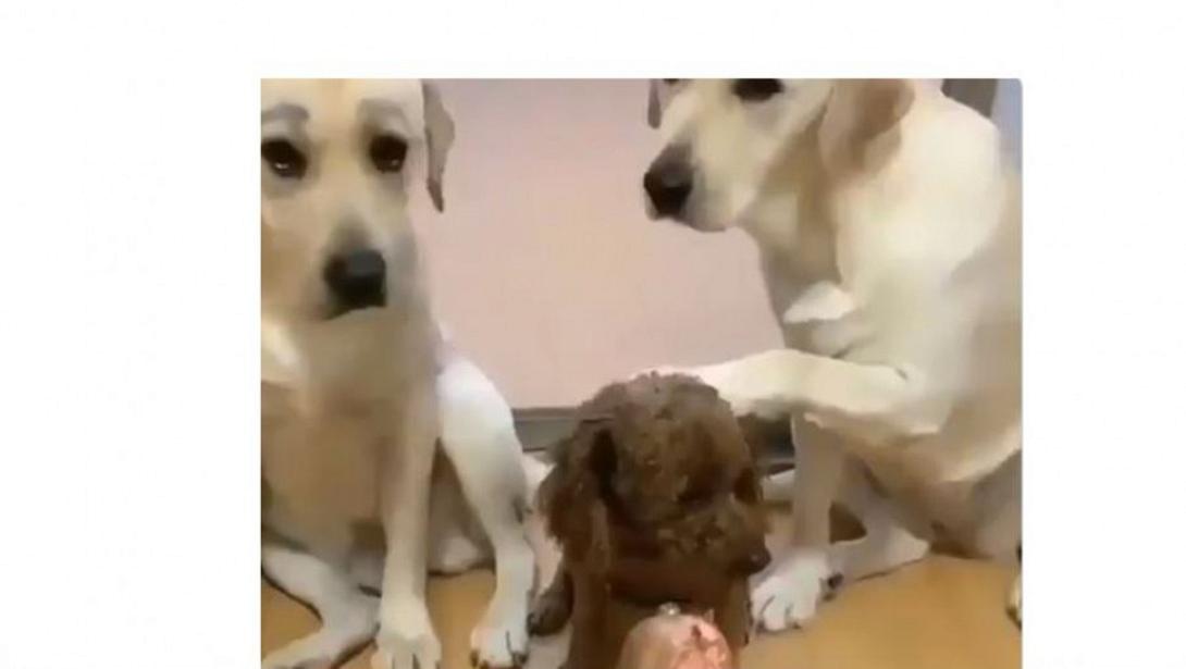 guiltydogs_twitter_1.jpg