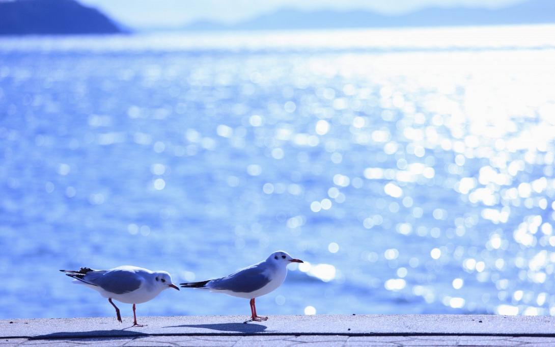 gulls-birds-sea-summer-pavement-sunshine-hd-wallpaper.jpg