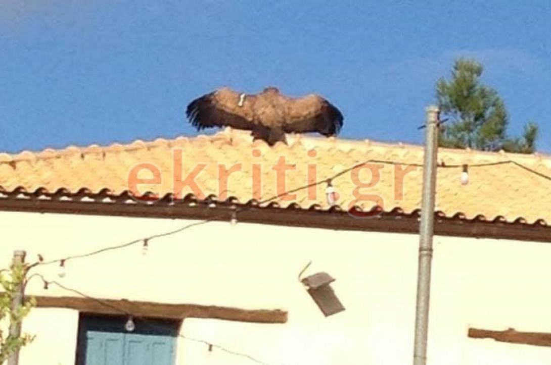 γύπας γκουβερνιώτισσα