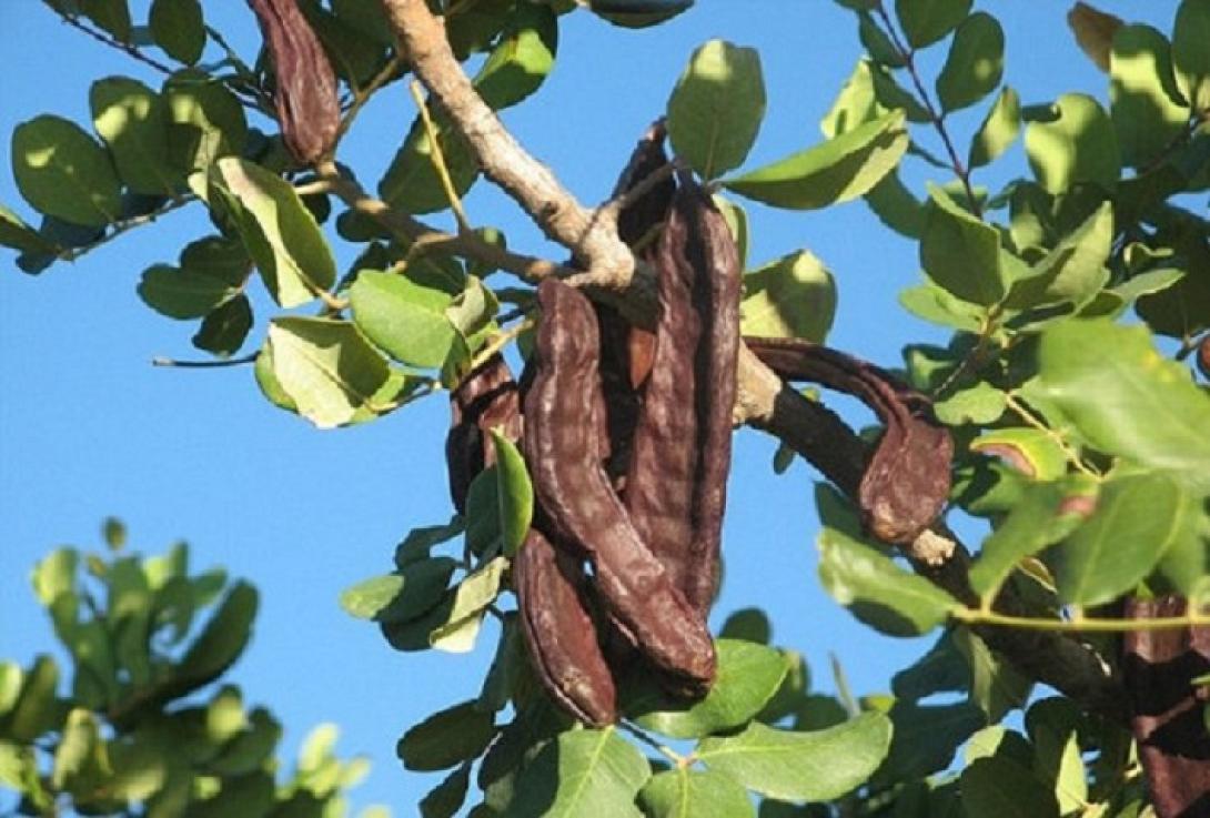 Η χαρουπιά αποτελεί μεσογειακό είδος με μεγάλη ιστορία στην Κρήτη