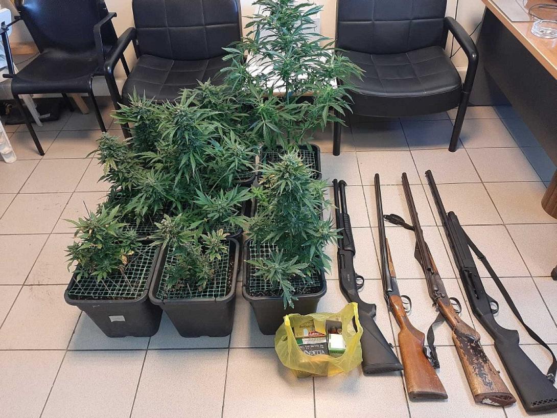 χασίς - όπλα