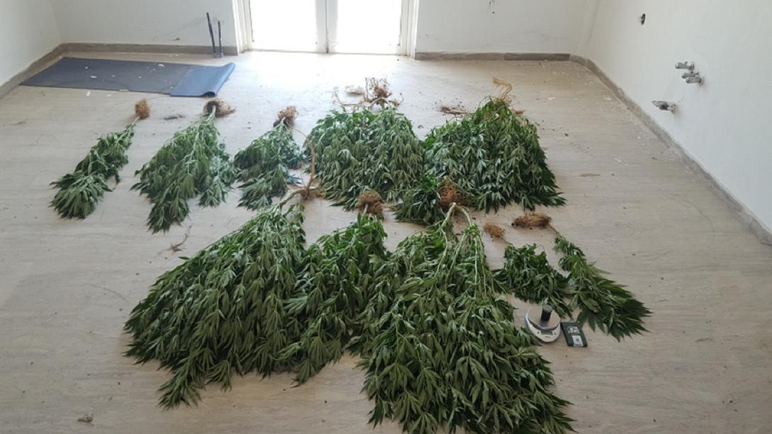 δενδρύλλια