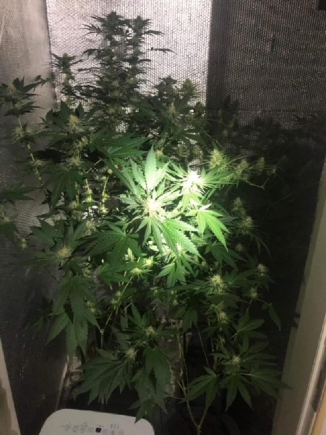 χειροπέδες σε 34χρονο