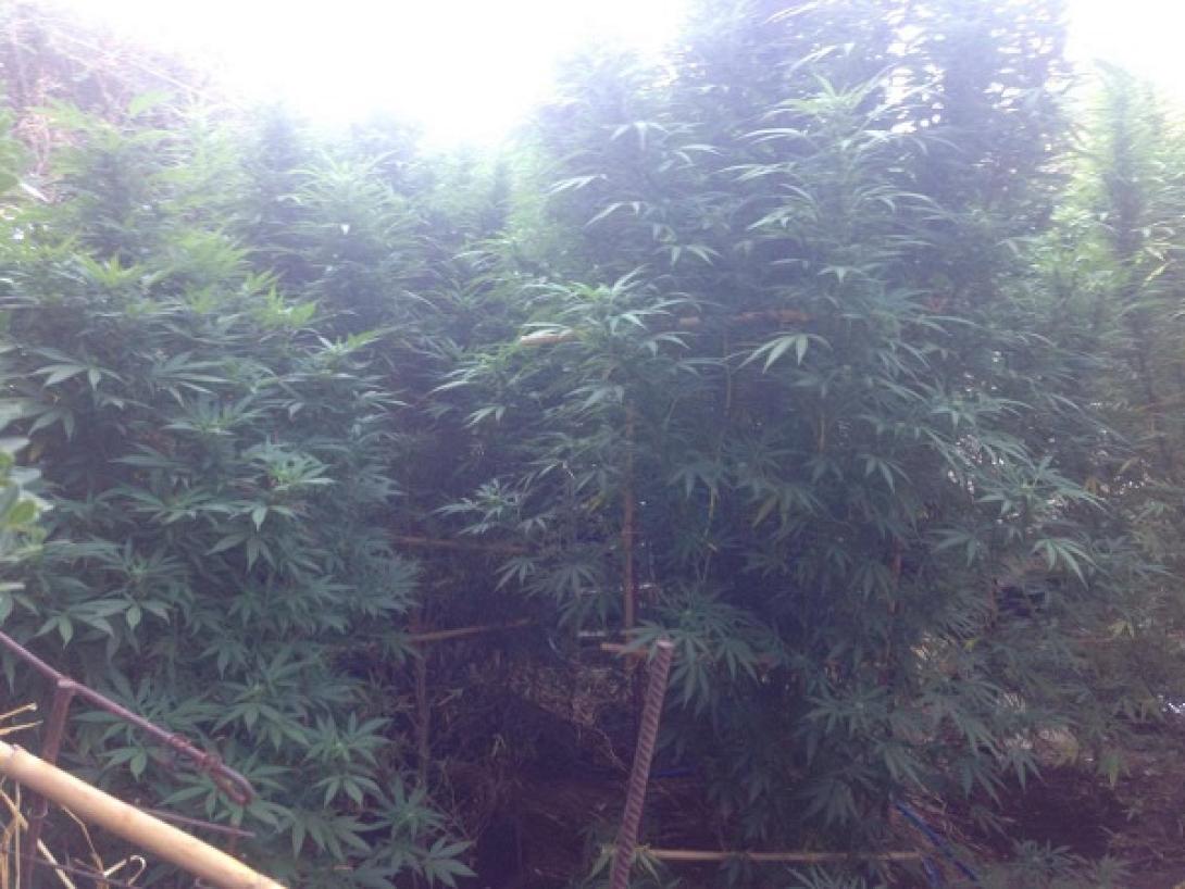 Χασισόδεντρα