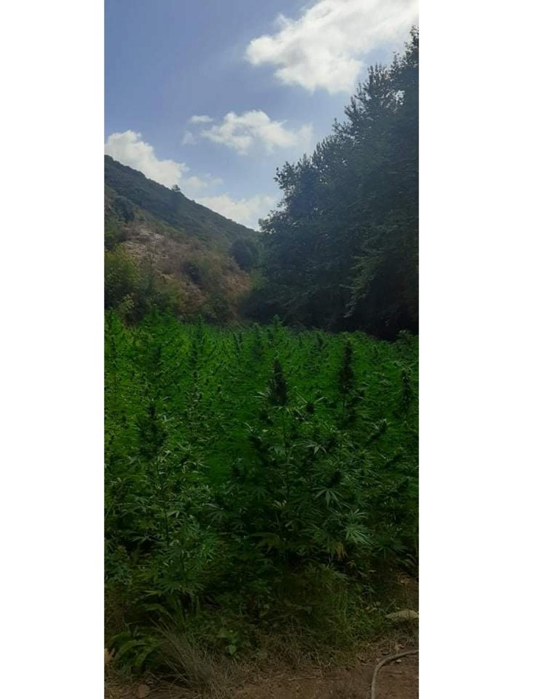 μεγάλη χασισοφυτεία