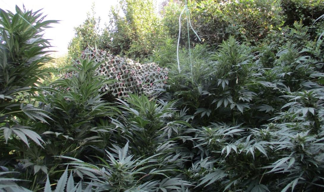 νέες χασισοφυτείες εντόπισε το ελικόπτερο της ΕΛ.ΑΣ