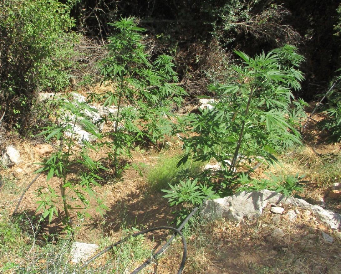 χασισοφυτεία