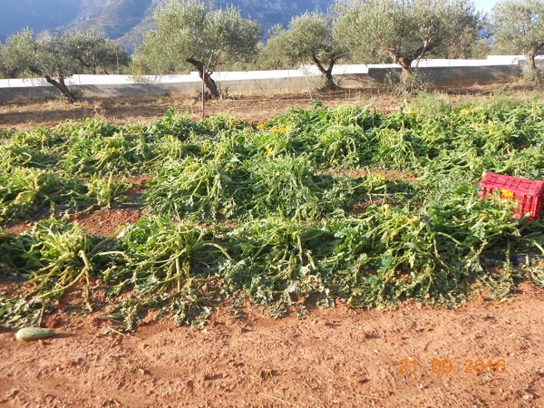 Χερσονησος