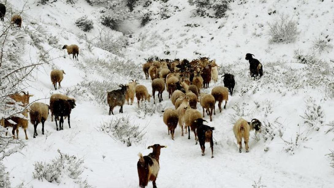 χιόνια κοπάδια