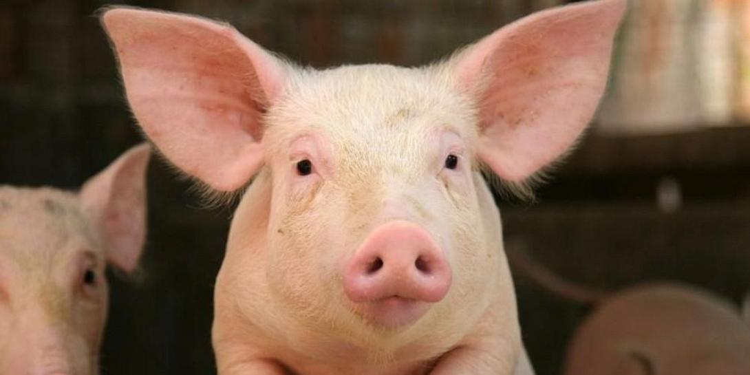 Χοιροστάσιο