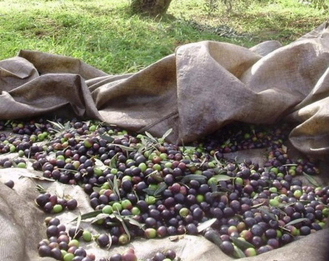 χοντροελιές