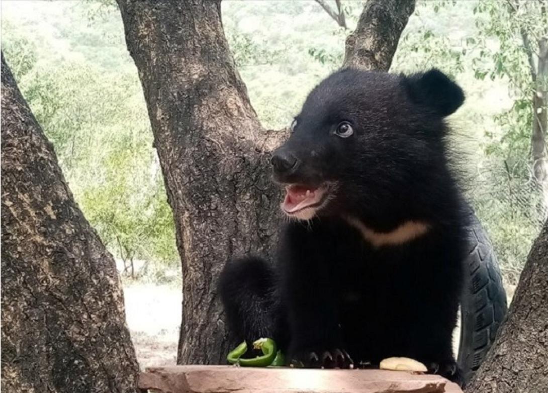 νταμπο αρκουδακι
