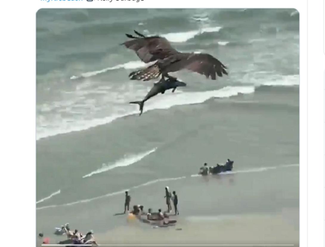 ψάρι, πουλί, βίντεο