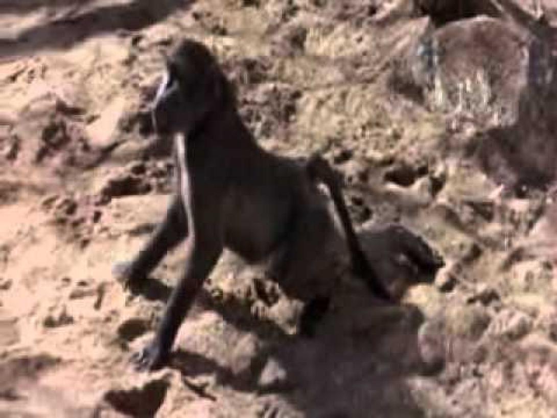 Ποιος είπε ότι τα ζώα δε μεθάνε; 