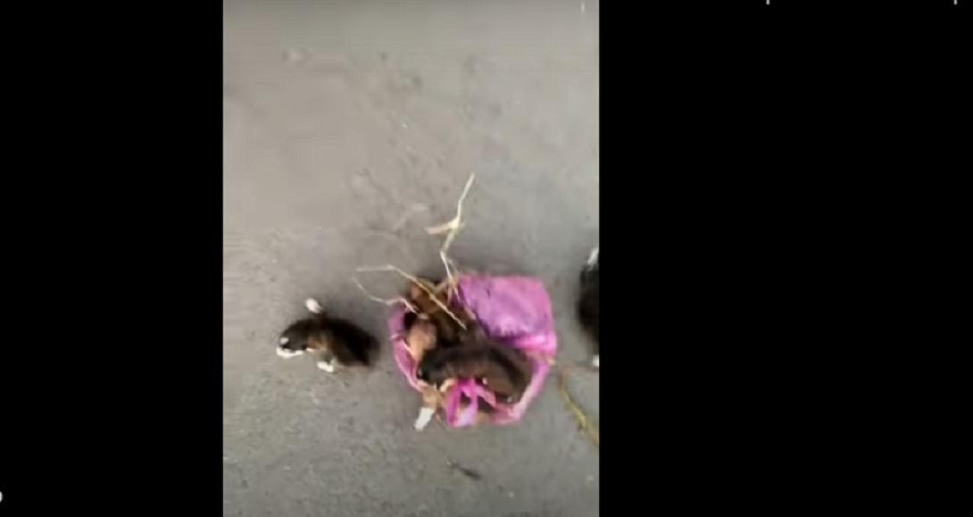 κουταβακια