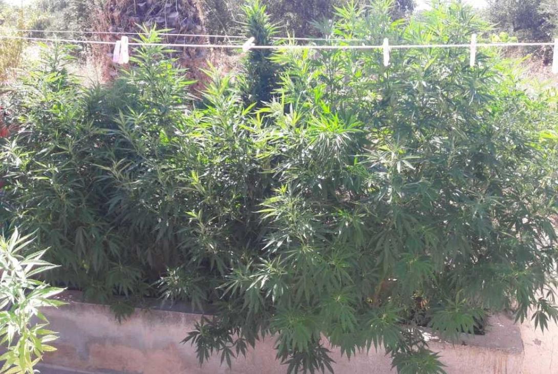 Η χασισοφυτεία στη Χερσόνησο