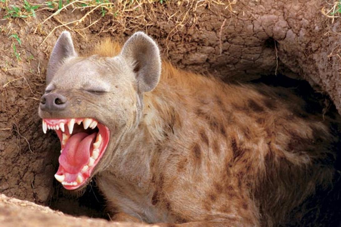 Ζάμπια: Ύαινα "έφαγε" τα γεννητικά όργανα νεαρού που κυκλοφορούσε γυμνός στη ζούγκλα