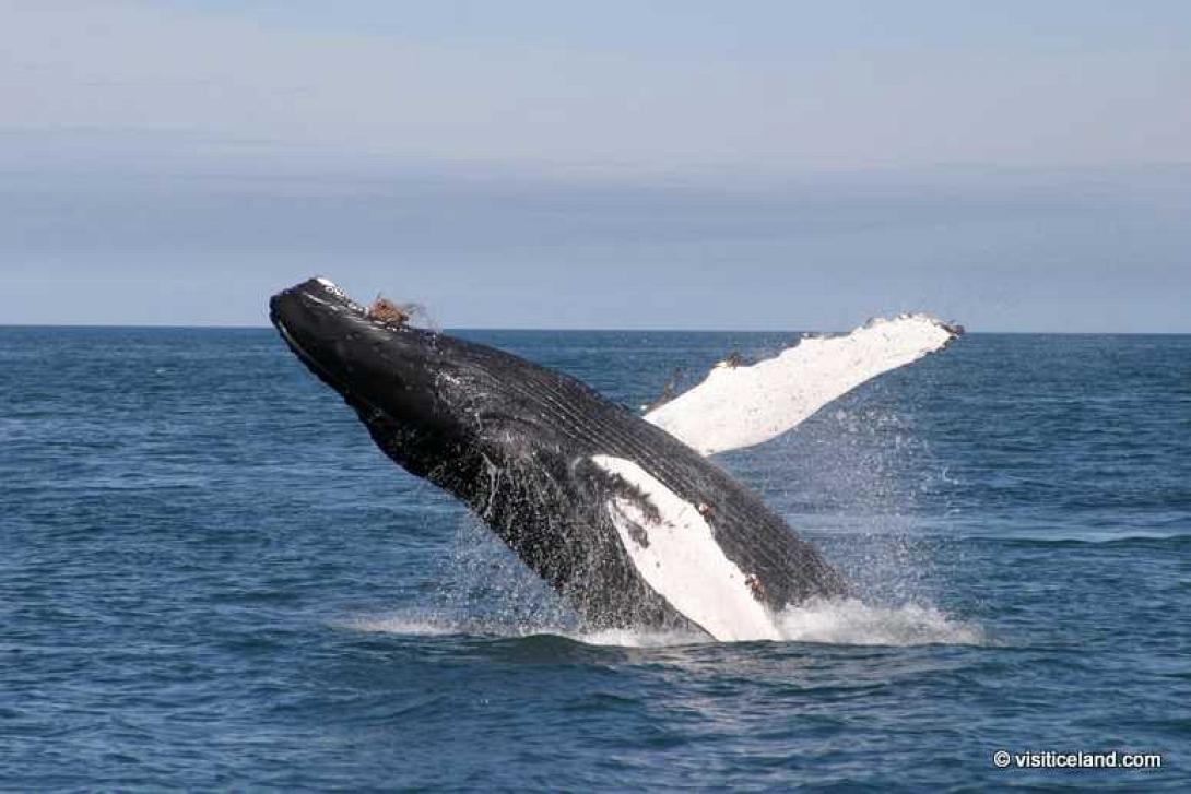 iceland_whale.jpg