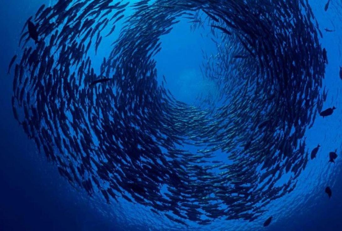 Ιχθυολογία