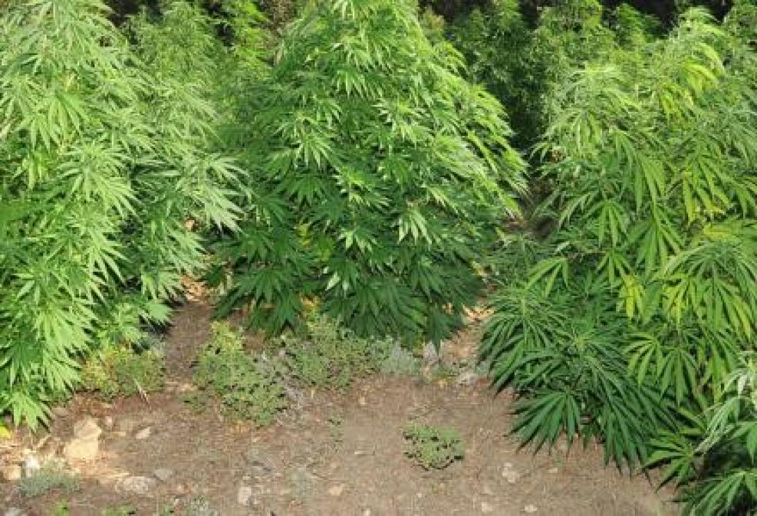 χασισοφυτεια