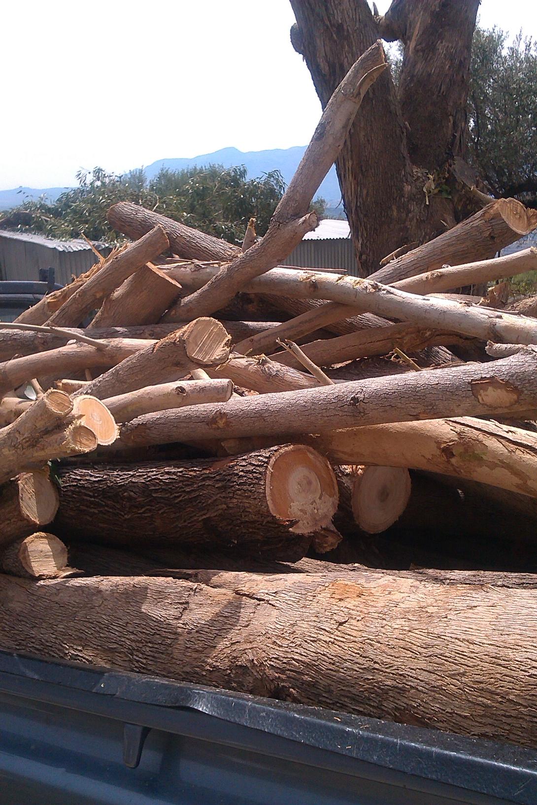 βασιλειες ευκαλυπτοι