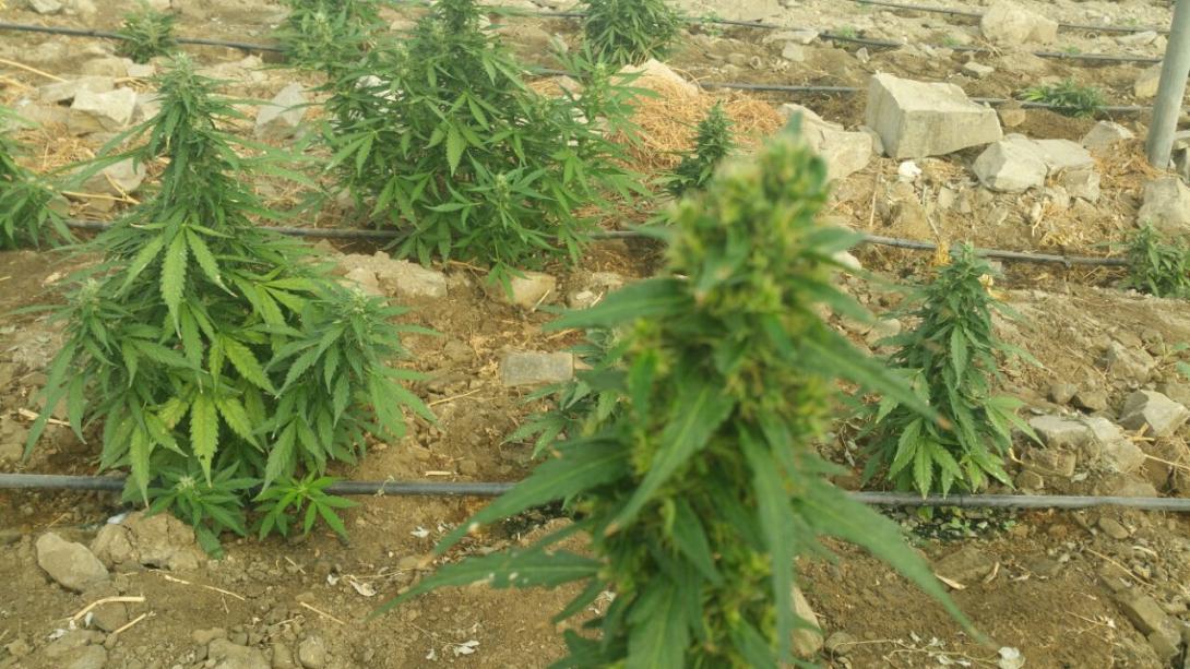 χασισοφυτεια ηρακλειο