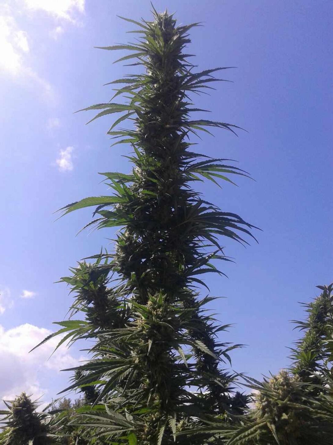 χασισόδεντρο