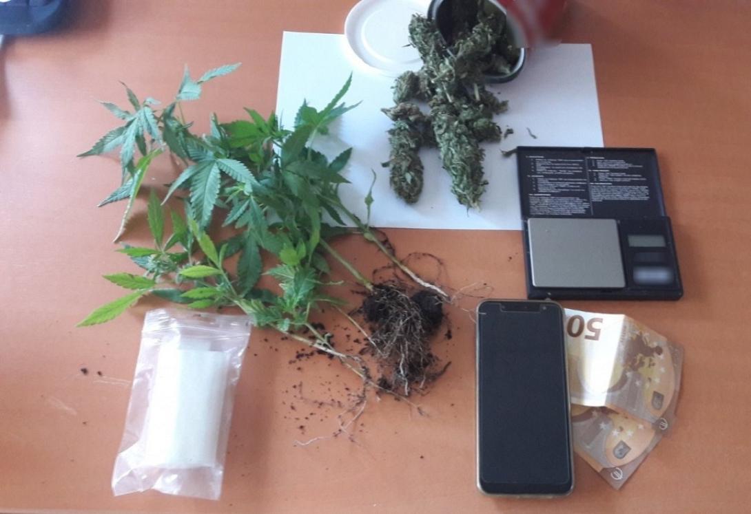 δενδρύλλια κάνναβης