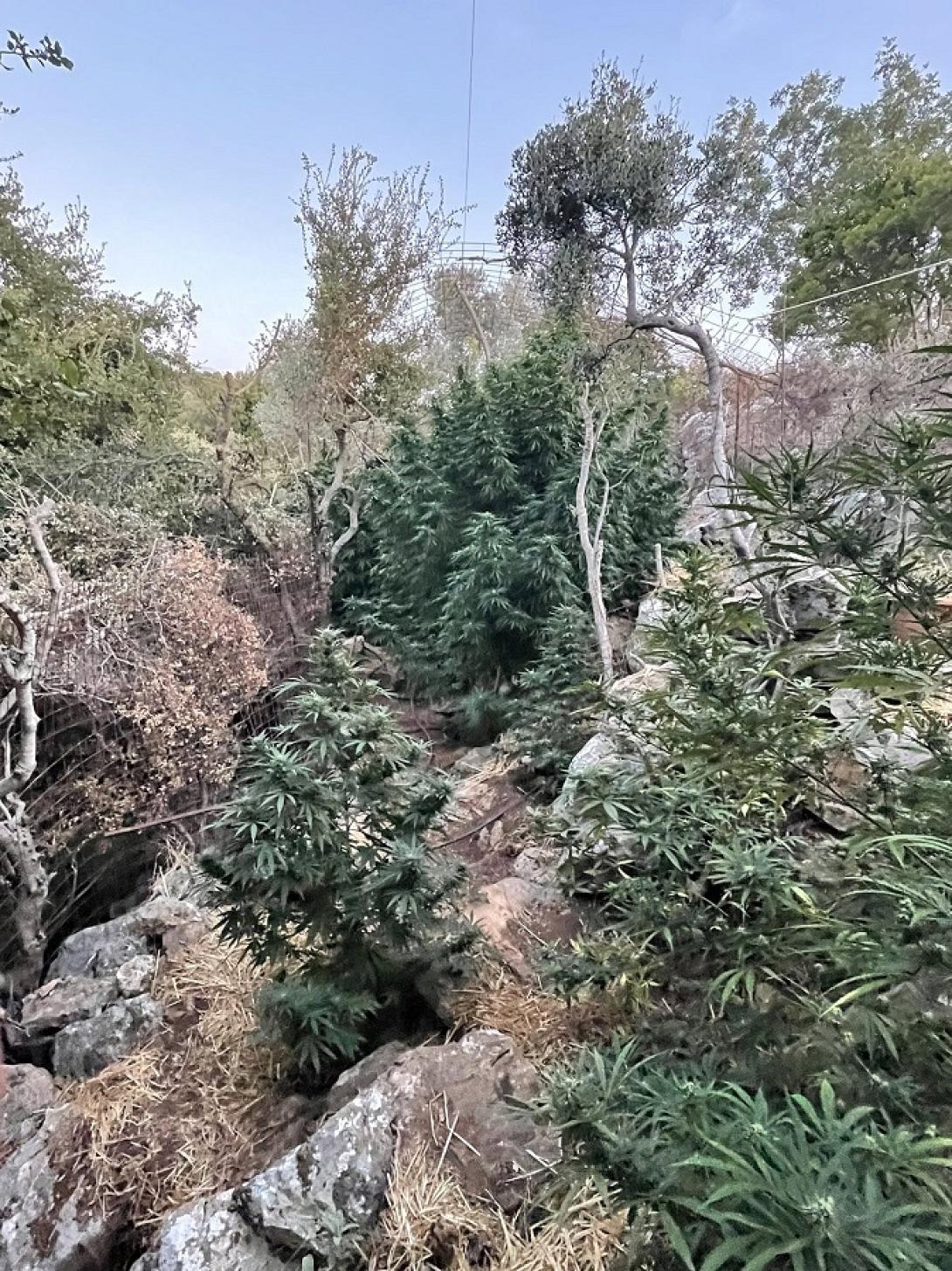 συνελήφθη ο καλλιεργητής της χασισοφυτείας