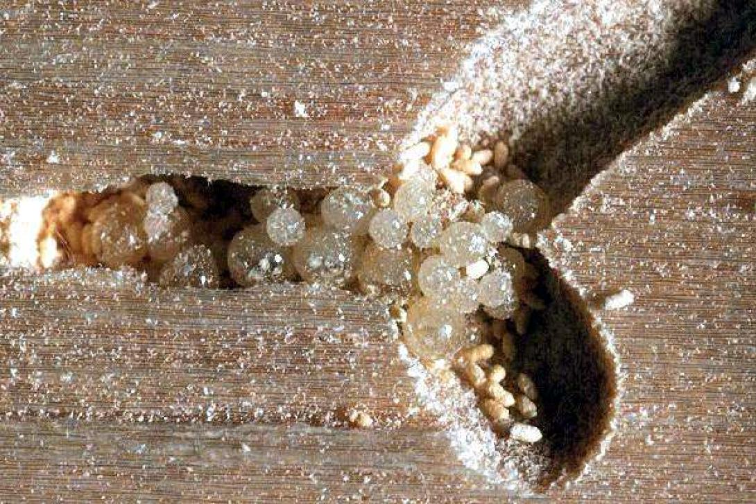 ξυλόφαγο έντομο 