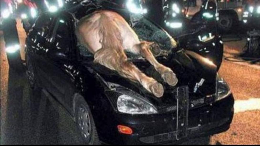 Αυτοκίνητο τράκαρε με άλογο 