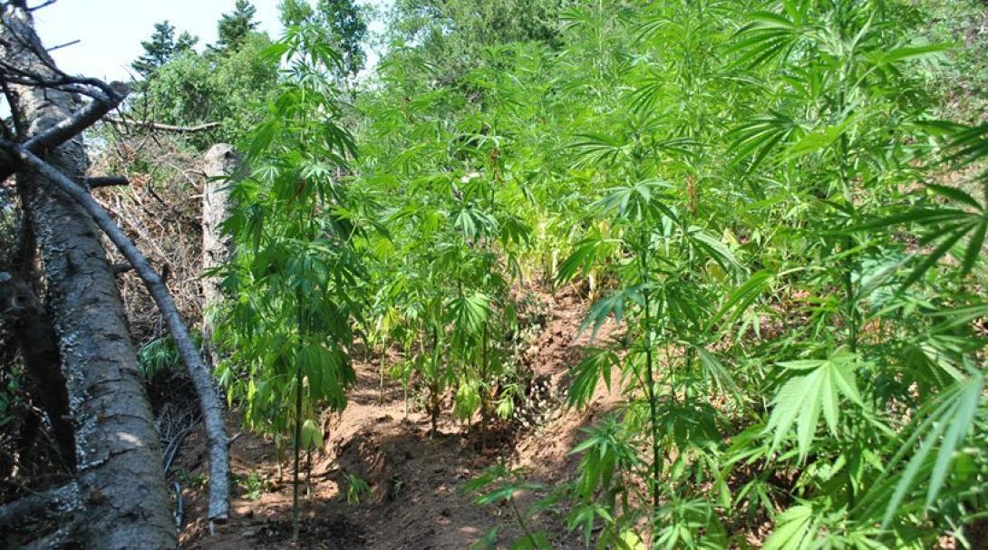 χασισοφυτειες