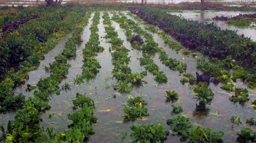 ζημιες παραγωγη