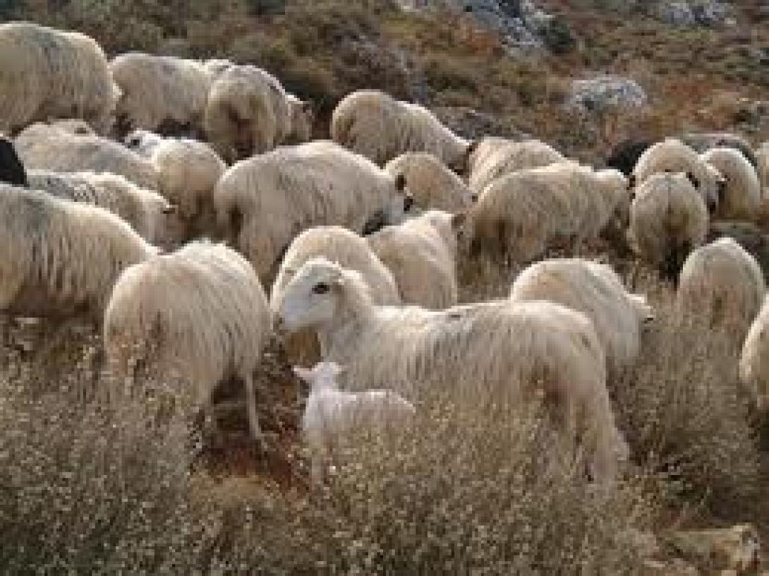 Υπεγράφη η απόφαση ένταξης των δικαιούχων από Ηράκλειο και Λασίθι στη δράση  «Βιολογική Κτηνοτροφία» του Υπουργείου Αγροτικής Ανάπτυξης 