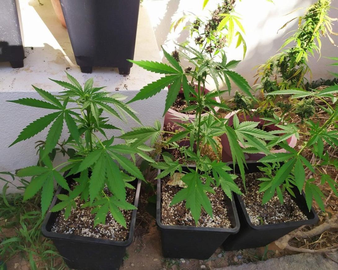 Κάνναβη και δενδρύλλια στο σπίτι Ηρακλειώτη