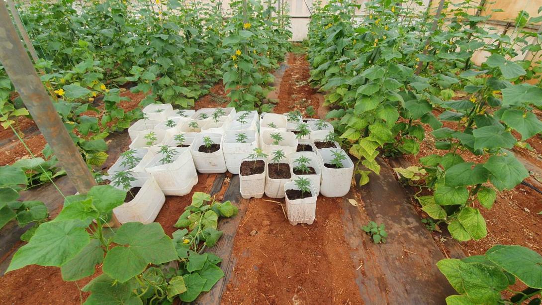 χασις ναρκωτικα φυτεια.jpg