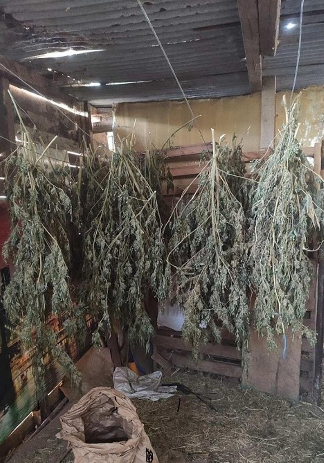 Τα αποξηραμένα δενδρύλλια κάνναβης.