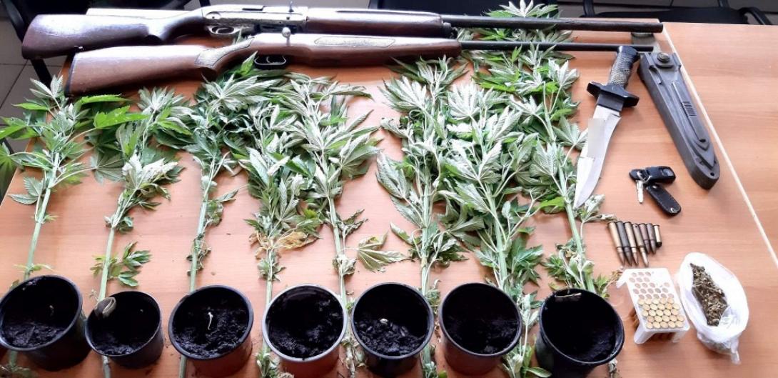 κάνναβη και όπλα