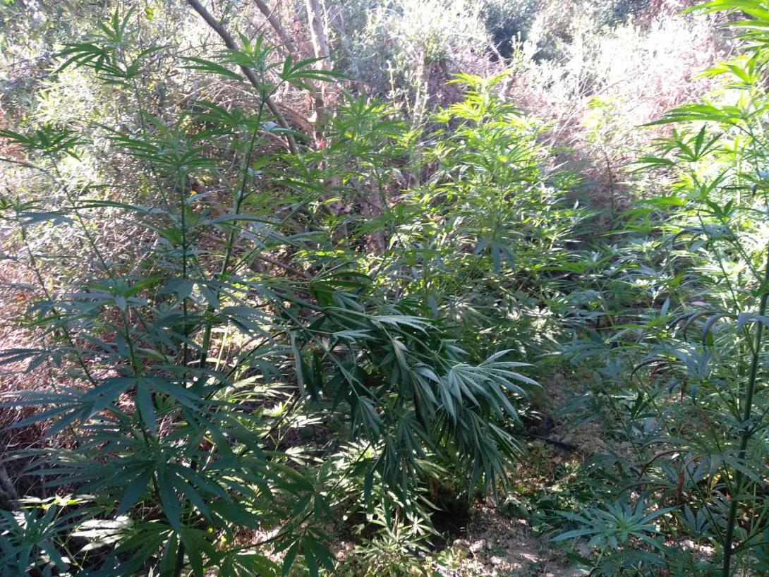 ναρκωτικα χασις φυτεια.jpg