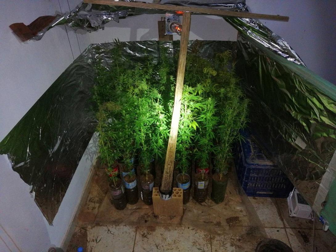 Τα δενδρύλλια κάνναβης μεγάλωναν με ιδιαίτερη φροντίδα