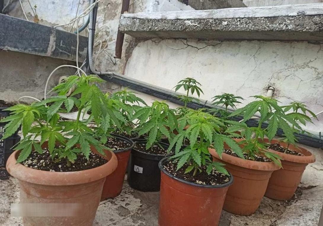 κάνναβη γλάστρες Ηράκλειο