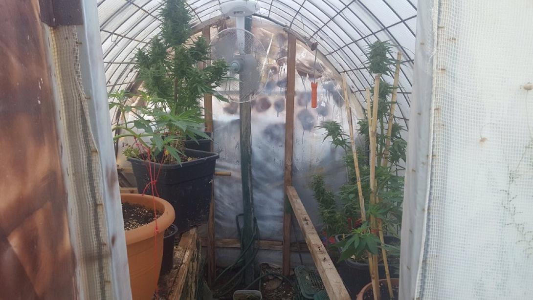 Εργαστήρι υδροπονικής καλλιέργειας κάνναβης