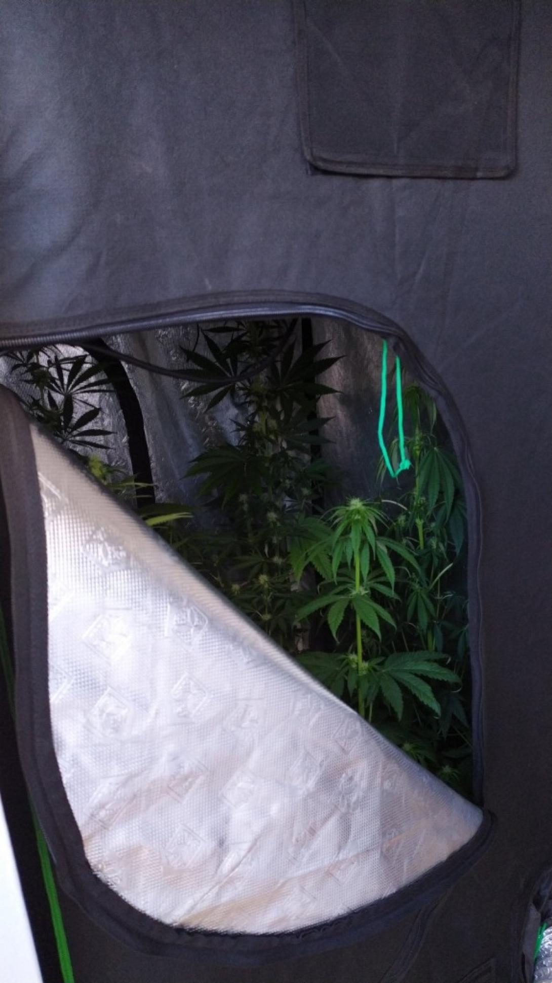 Ο ειδικά διαμορφωμένος χώρος όπου γινόταν η καλλιέργεια των ναρκωτικών...