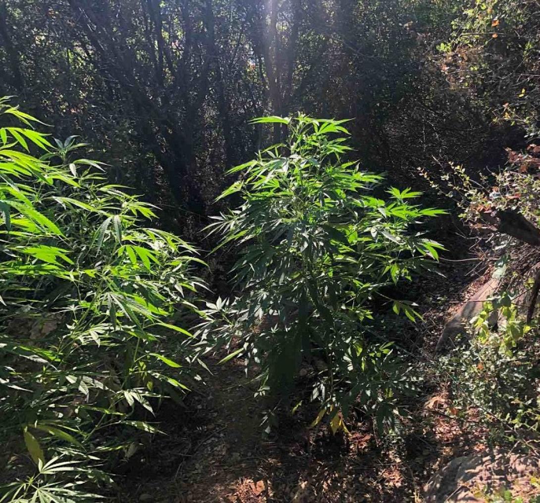 δενδρύλλια κάνναβης γόρτυνα